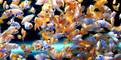 Designer clown fishes: Unraveling the ambiguities